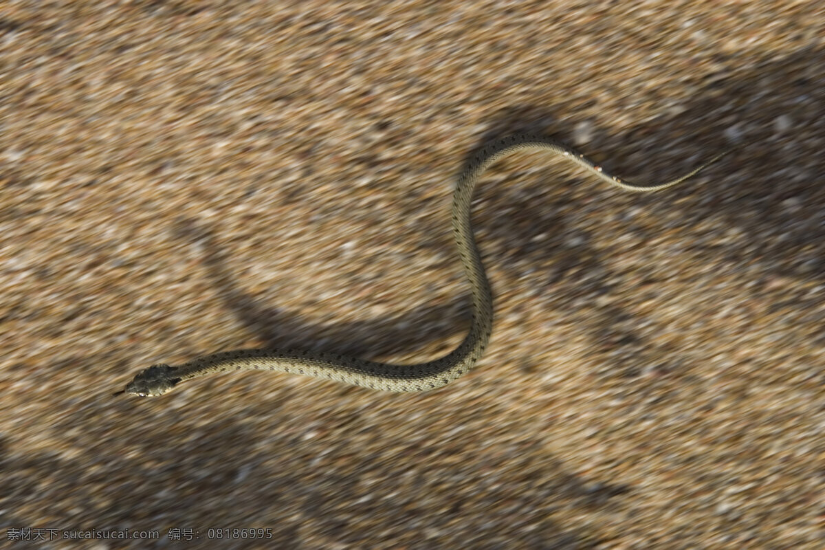 沙地上的蛇 蛇 爬行动物 野生动物 动物世界 摄影图 陆地动物 生物世界 黑色