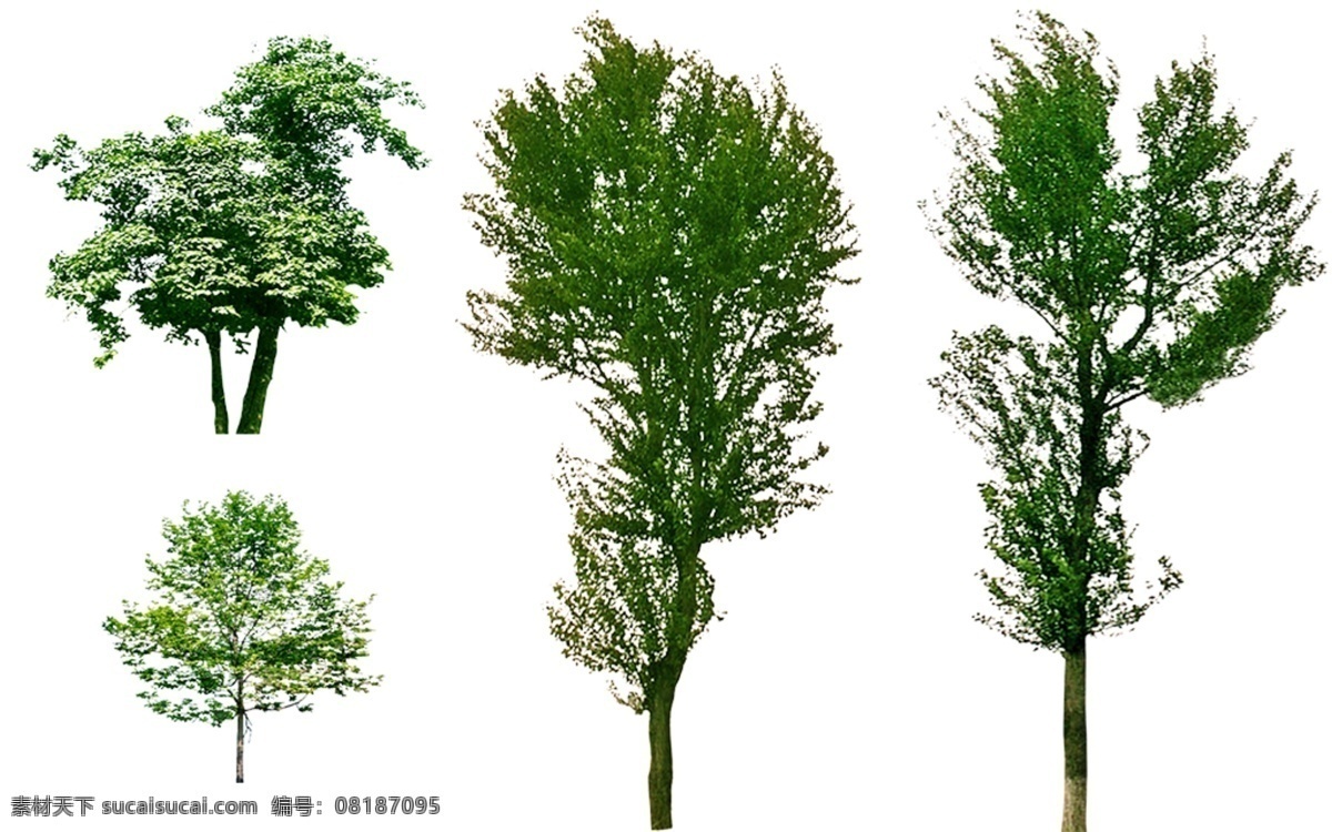 园林景观 杨树 植物 模型 max 白色 花草 树木 景观 模板下载 景观植物 植物素材