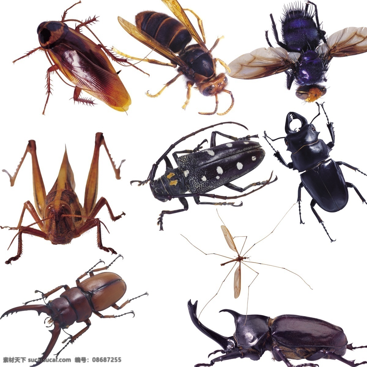 昆虫 蟑螂 苍蝇 蜜蜂 蟋蟀 甲壳虫 分层 源文件