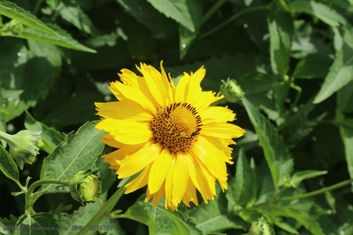 大花金鸡菊 剑叶波斯菊 狭叶金鸡菊 剑叶金鸡菊 大花波斯菊 花卉 花儿 花骨朵 花草 植物 园林绿化 绿化景观 菊菊花 生物世界