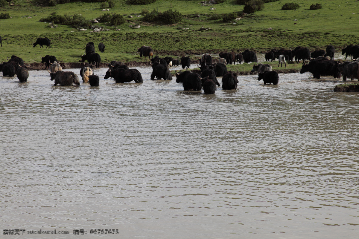 牦牛 西藏 河 牦牛群 草地 自然 野生 高原 动物 野生动物 生物世界