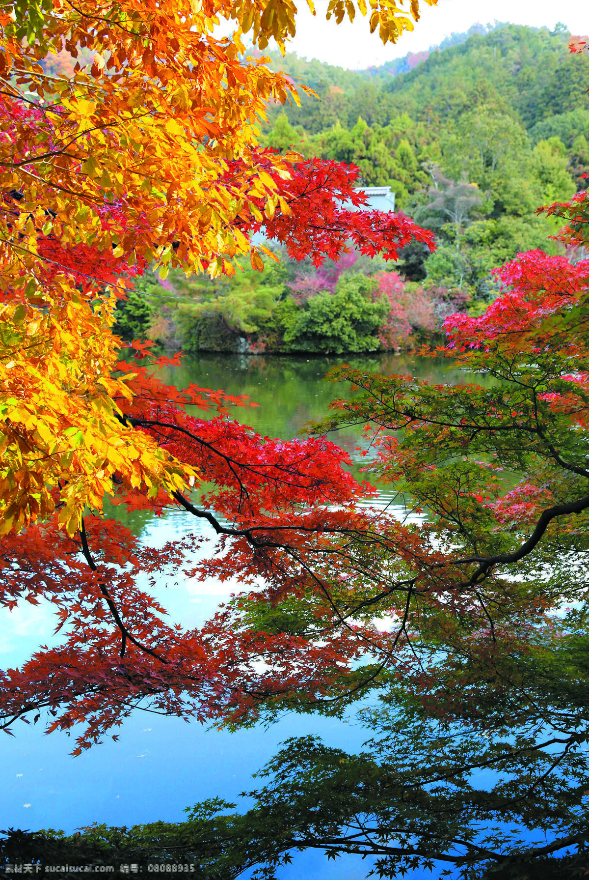 秋日红叶 风景 红叶 红树 树林 树木 山岭 湖泊 深秋 金秋红叶 自然景观 自然风景