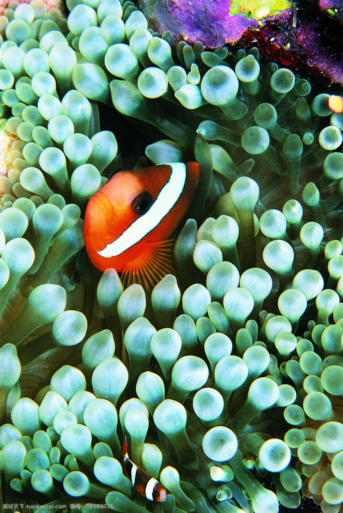 海洋生物 海底世界 海洋 礁石 生物世界 鱼 鱼类 珊蝴礁石 珊蝴 海底景色
