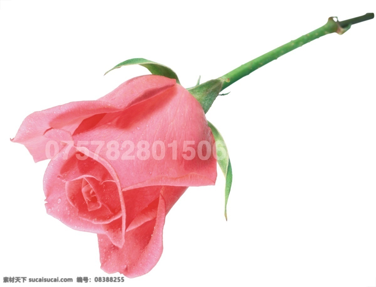 玫瑰花 模板下载 源文件库 白色