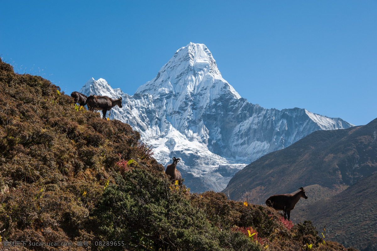 野外 山林 山 野生动物 雪山 风景 山水风景 风景图片