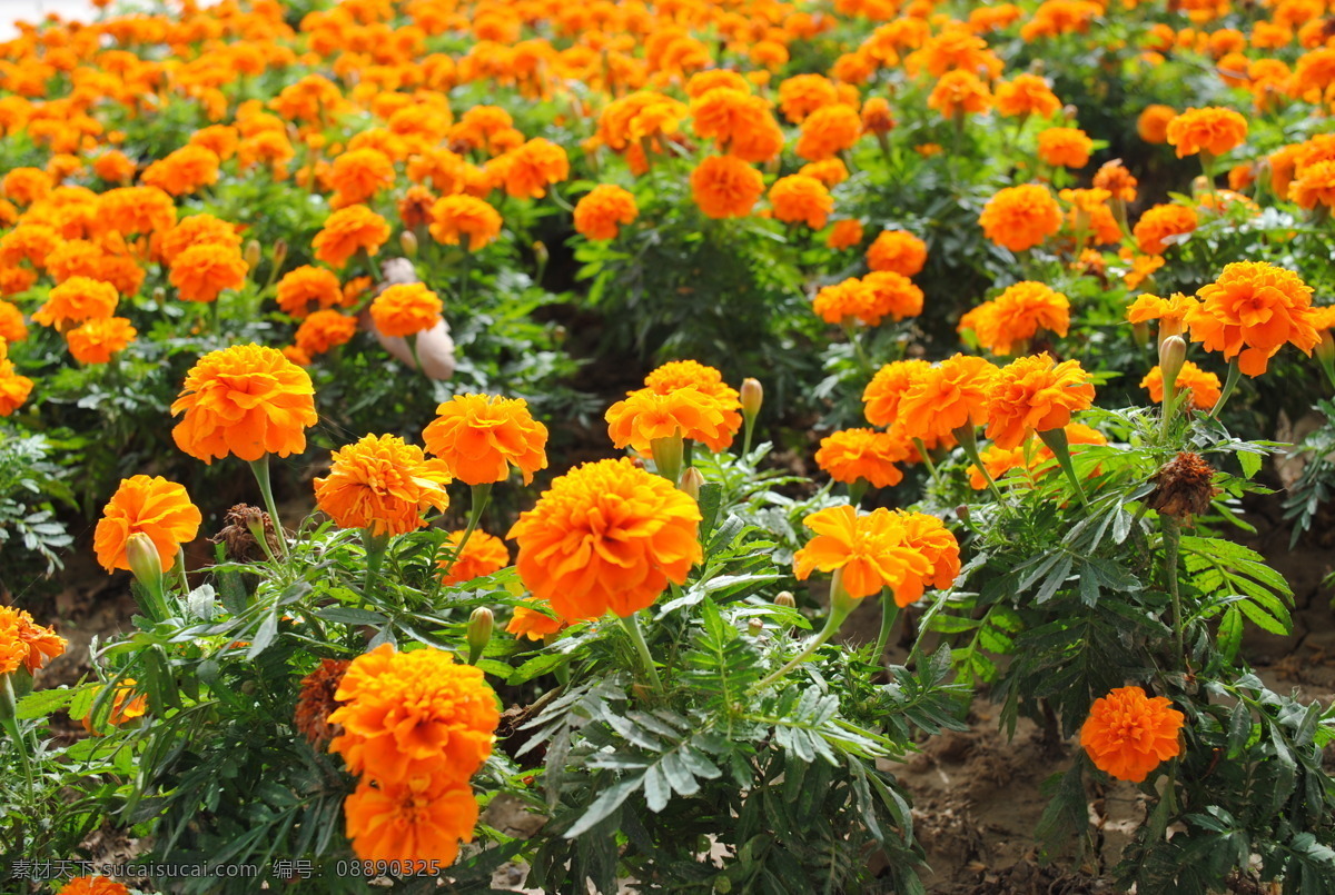 孔雀草 万寿菊 植物 花草 草本花卉 生物世界