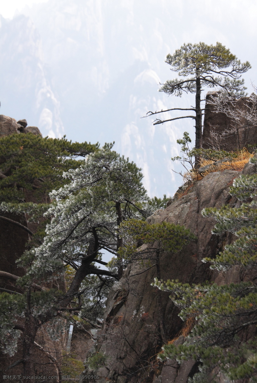 安徽 黄山 奇 松 风景