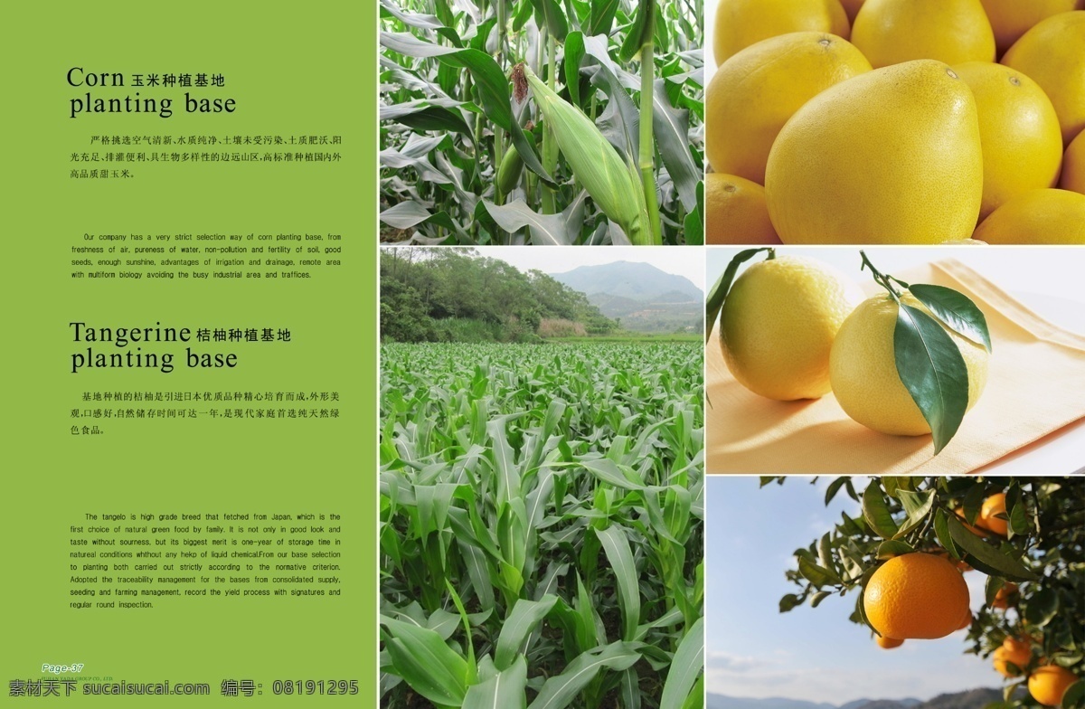 广告设计模板 果蔬 画册 画册设计 基地 健康 内页 食品 果蔬画册内页 水果 天然 新鲜 柚 桔柚 玉米 源文件 其他画册封面
