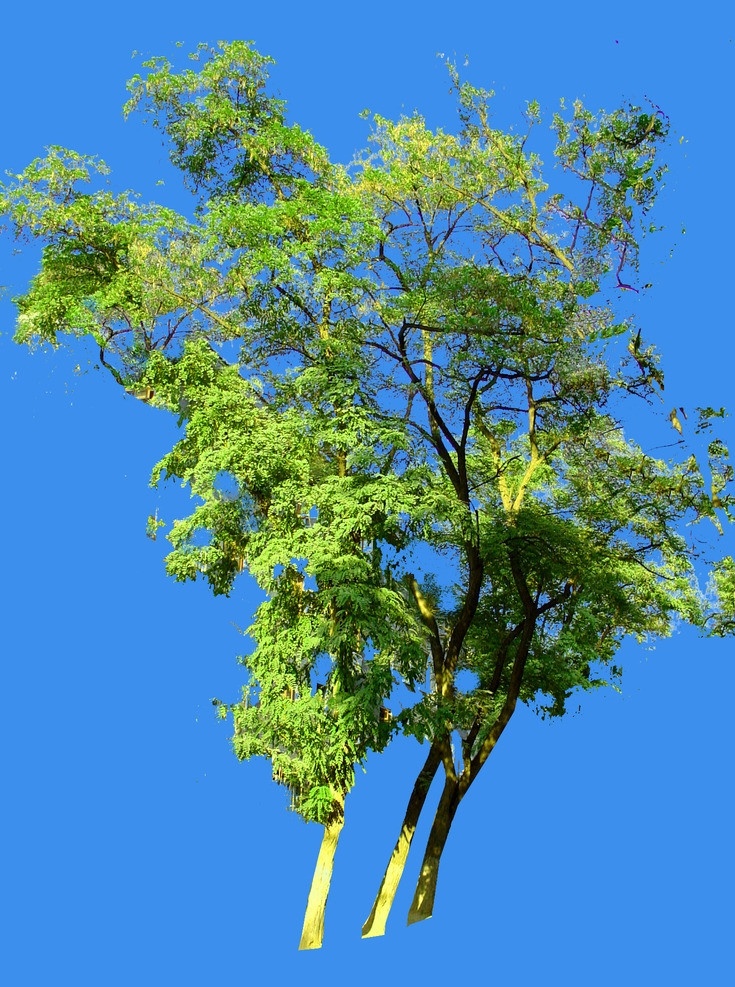 绿树 蓝色 背景 草地 ps 高清 树木树叶 生物世界