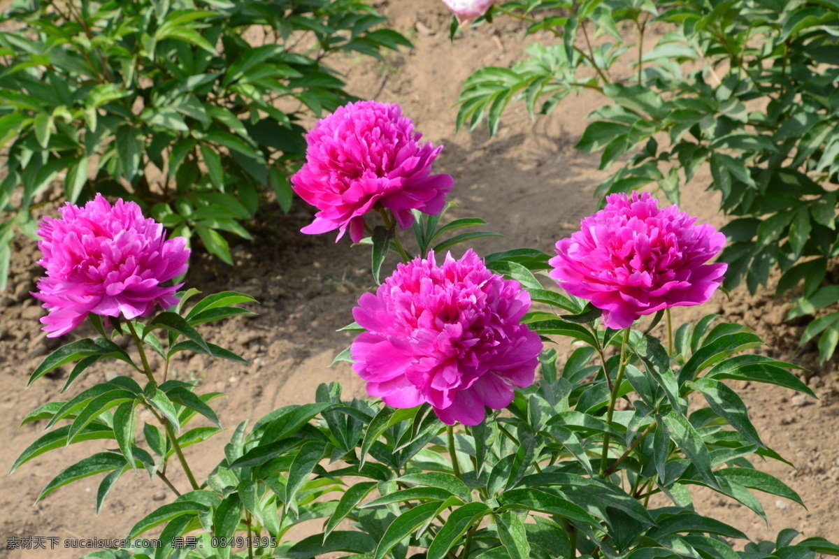 芍药花 芍药 将离 离草 花卉 花儿 花骨朵 花草 植物 园林绿化 绿化景观 花朵 花蕊 园艺 芍药牡丹 生物世界