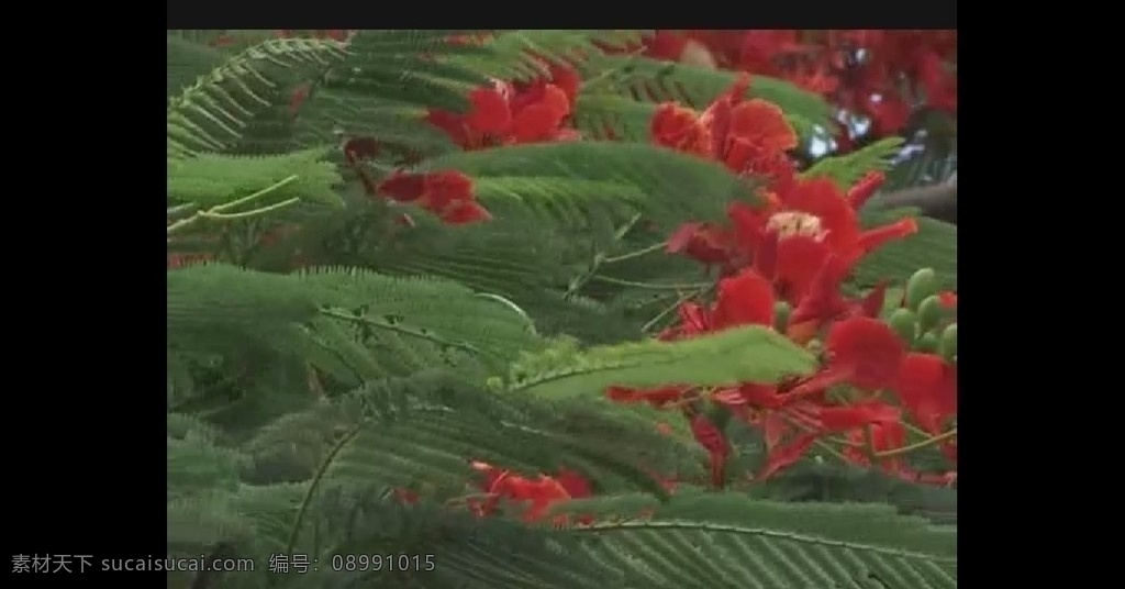 热带夏威夷 热带植物 夏威夷 海滩风景 海景 大海 海洋 椰树 椰子 海岛 岛屿 蓝天 白云 浅滩 海滩 海岸 实用标清素材 标清实拍素材 标清影视素材 多媒体设计 视频剪辑 avi 源文件