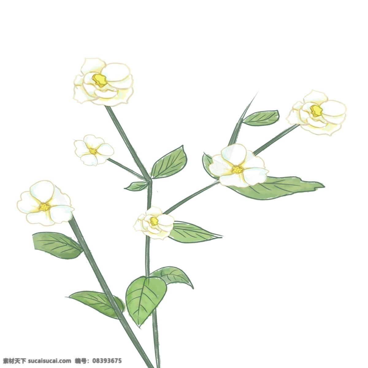 枝 清秀 淡雅 小白 花 免 抠 图 花朵 白色花朵 植物 绿叶 叶子 一枝 淡雅的小白花 免抠图 花骨朵 小白花 清秀小花