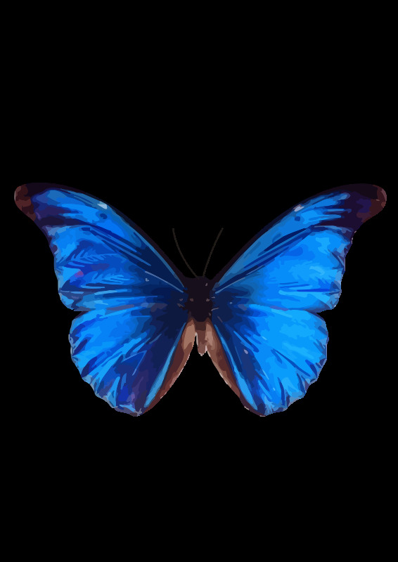 尖翅蓝闪蝶 动物 borboleta 蝴蝶 昆虫 inseto 自然 主题 svg 黑色