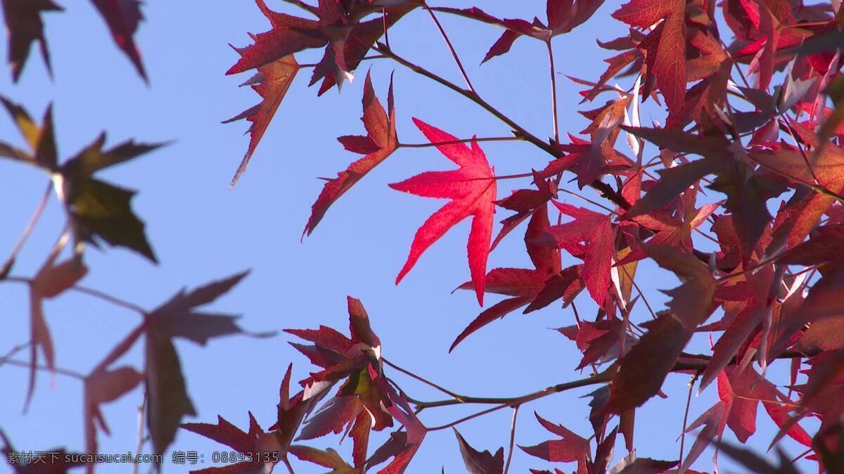鲜红色 秋天 叶子 视频 树叶 红叶