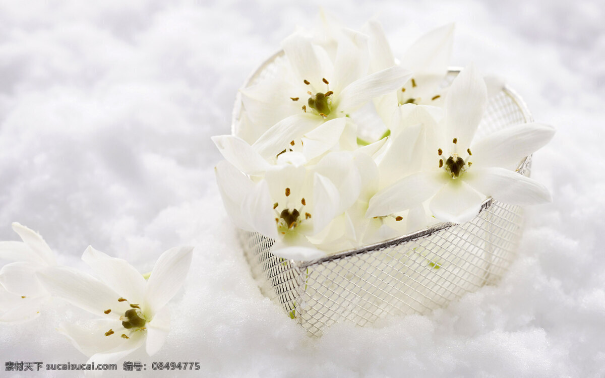 百合花 心形 礼物 花朵 唯美 唯美背景 洁白 素雅 干净 纯洁 鲜花 花卉 白色鲜花 鲜花无语 花艺 花瓣 花语 水果 蔬菜 粮油 生活百科 生活素材