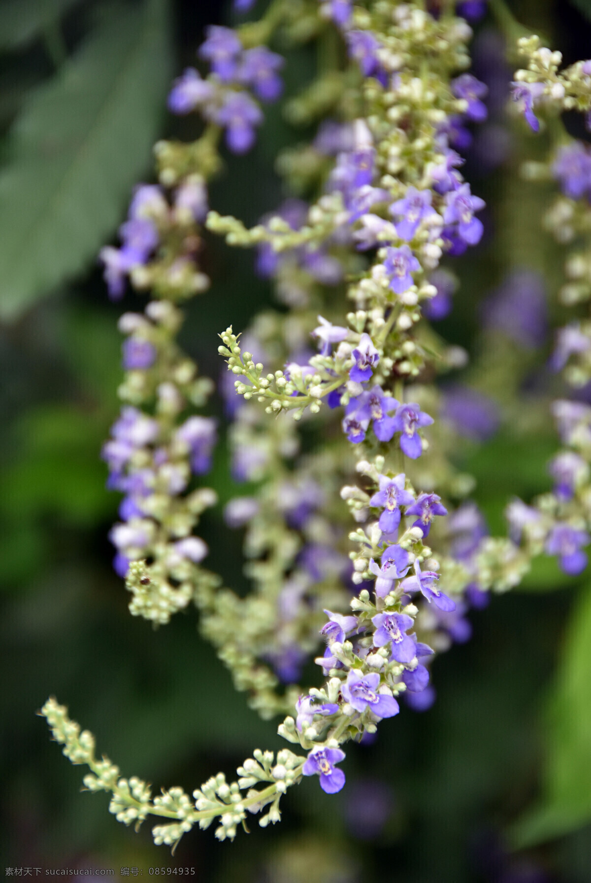 花卉 夏花 照片 牡荆 开花 植物 花草 高清 旅游 公园 花朵 浅紫色花 园林 荆条 五指柑 黄荆柴 黄金子 小荆 生物世界