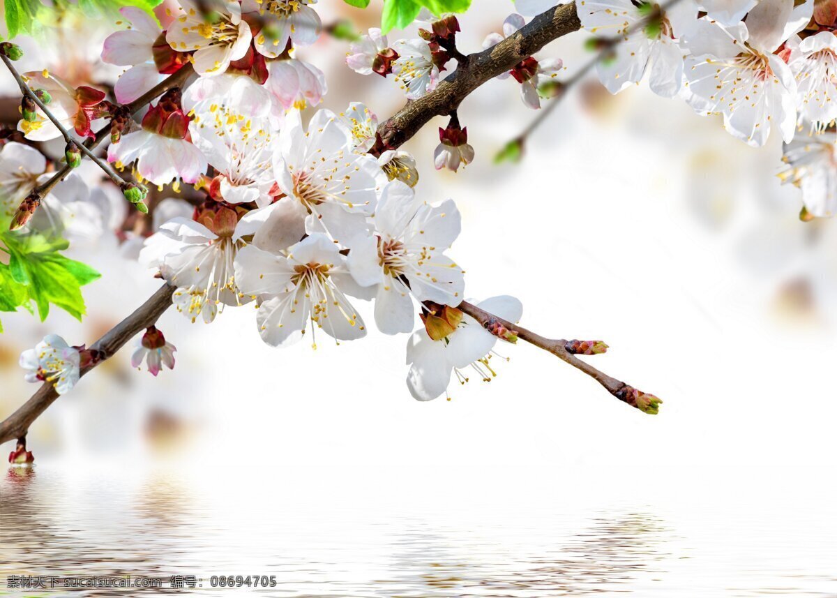 桃花 白色花朵 桃花朵朵开 特写 花 草 树 木 生物世界 花草