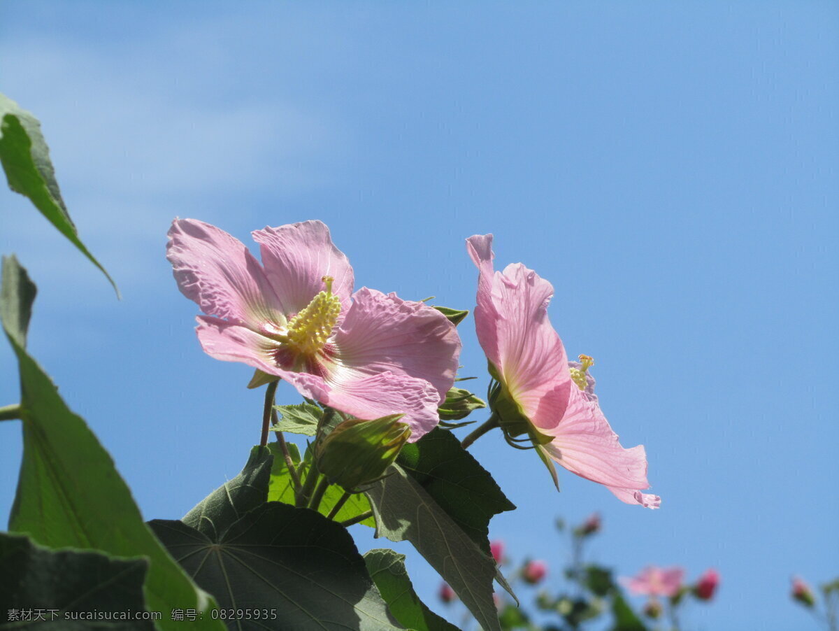 芙蓉花 花 树 植物 背景 绿色 芳香 花瓣 自然景观 自然风景