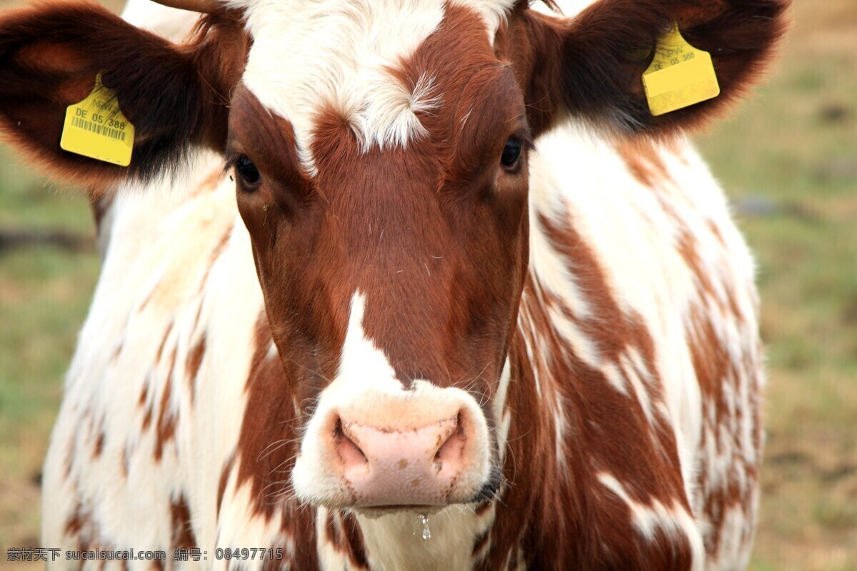 农场里的牛 水牛 奶牛 肉牛 牛群 牛羊 畜牧业 畜牧 黄牛 小黄牛 养殖场 养牛场 生物世界 家禽家畜