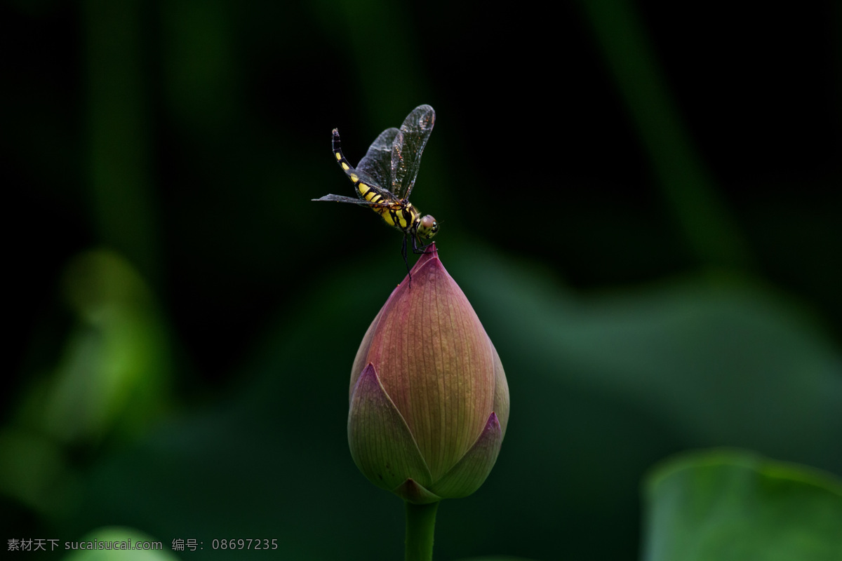 蜻蜓 荷花 昆虫 生物世界 微距 夏日 微距摄影