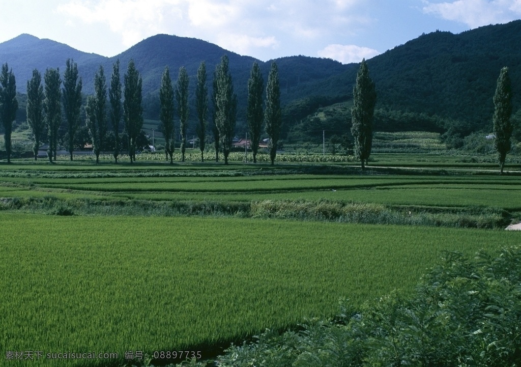 森林风景图片 自然景观 森林风景 行道树 行道树风景 自然风景 唯美风景 风景 风景图片 风景壁纸 大自然风景 自然风光 大自然风光 唯美图片 唯美壁纸 创意图片 植物 植物图片 绿色植物 花草树木 电脑壁纸 美景 美景图片 美景壁纸 旅游风景 森林 森林景观 森林植物