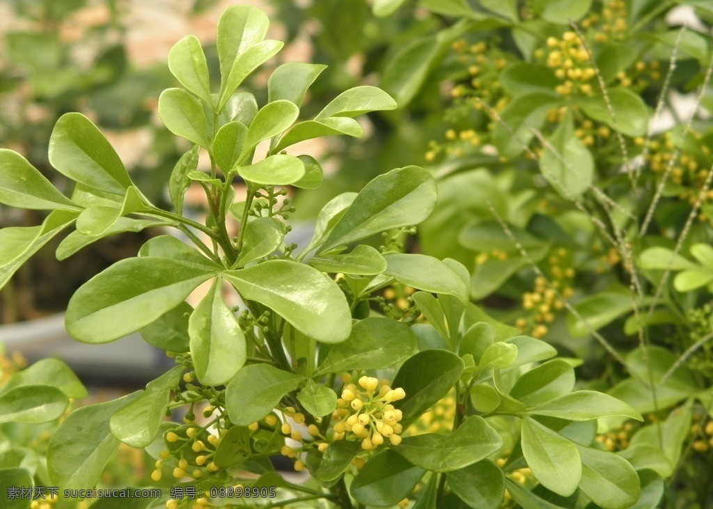 米兰 植物摄影 花卉摄影 花卉 绿色植物 自然 植物世界 花草 生物世界