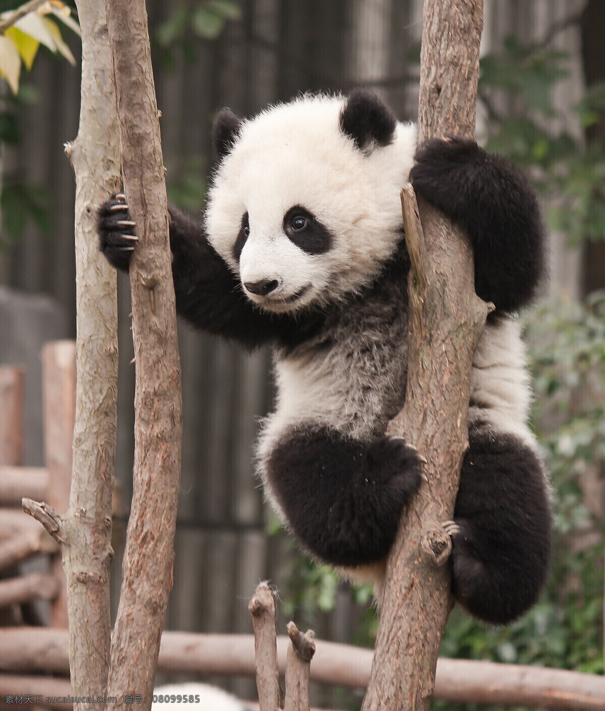 唯美熊猫 唯美 动物 野生 可爱 熊猫 国宝 大熊猫 生物世界 野生动物
