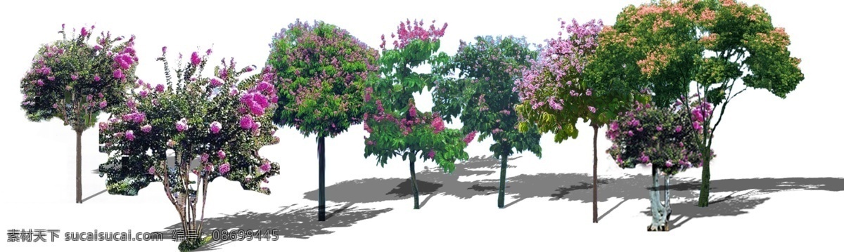 紫薇 分层 树 园林绿化 源文件 植物素材 紫薇素材下载 紫薇模板下载 常用树 装饰素材 园林景观设计