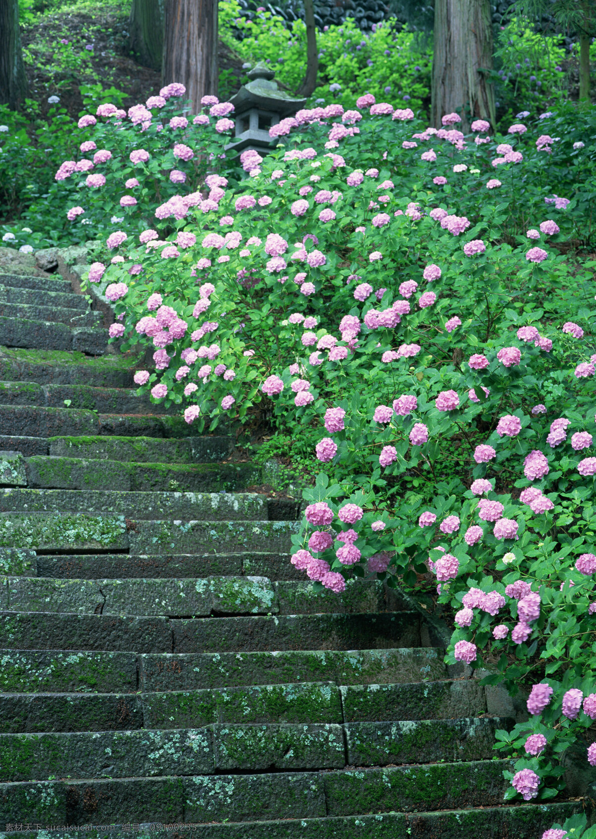 春季 淡雅 红花 花瓣 花草 花丛 花朵 花香 鲜花阶梯 玫瑰 鲜花 阶梯 绿叶 争奇斗艳 含苞欲放 生态 园林 花园 种植 野花 装饰品 生物世界