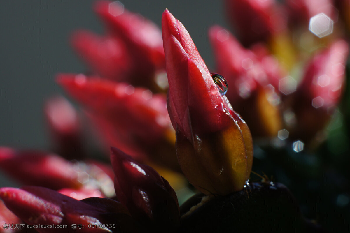 蟹爪 兰 红花 花草 生物世界 水滴 鲜艳 艳丽 蟹爪兰 仙人掌科 绿茎 psd源文件