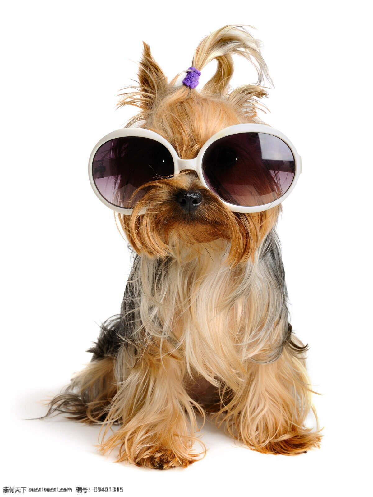 戴 眼镜 小狗 戴眼镜的小狗 宠物狗 可爱小狗 动物世界 狗狗图片 生物世界