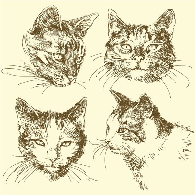 款 手绘 猫 头 矢量 猫头 宠物 动物 猫咪 矢量图 eps格式 含 预览 图 白色