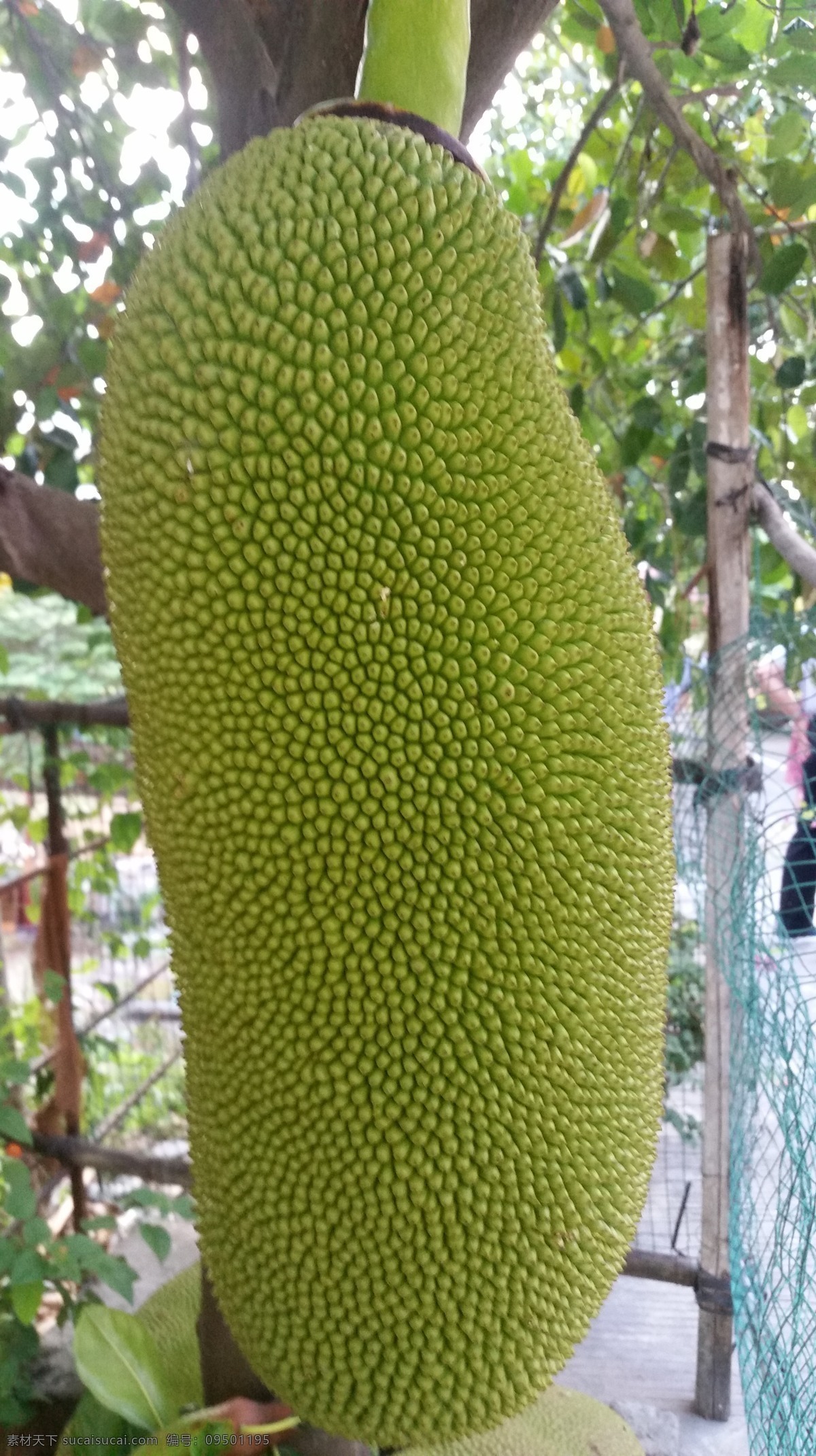 菠萝蜜脆片 蔬果脆片 水果脆片 菠萝蜜干 生物世界 水果