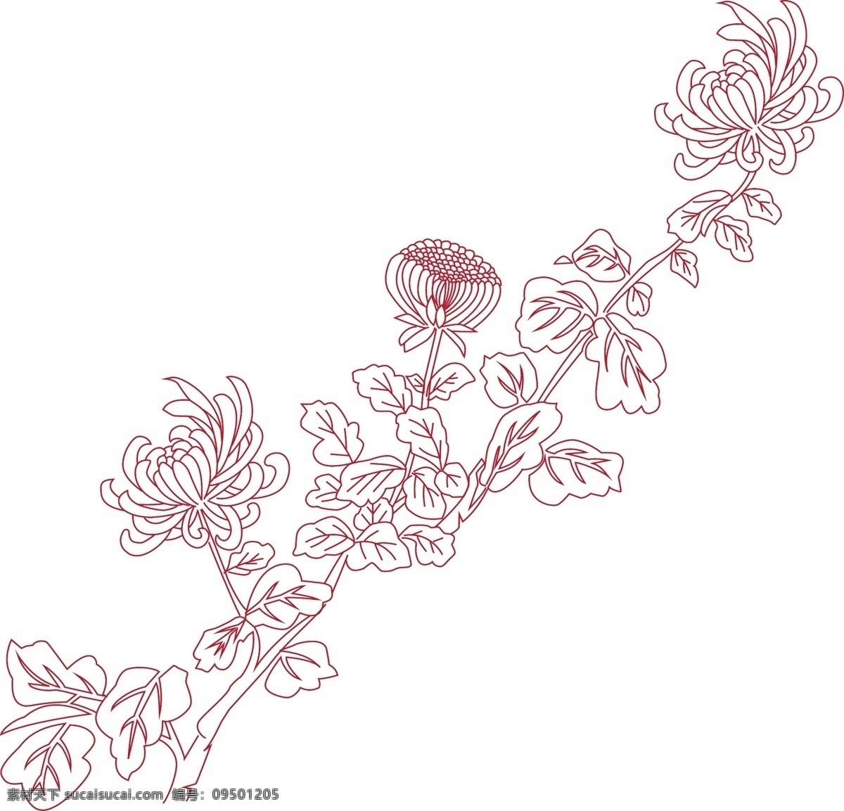 矢量菊花 线条菊花 花 一枝花