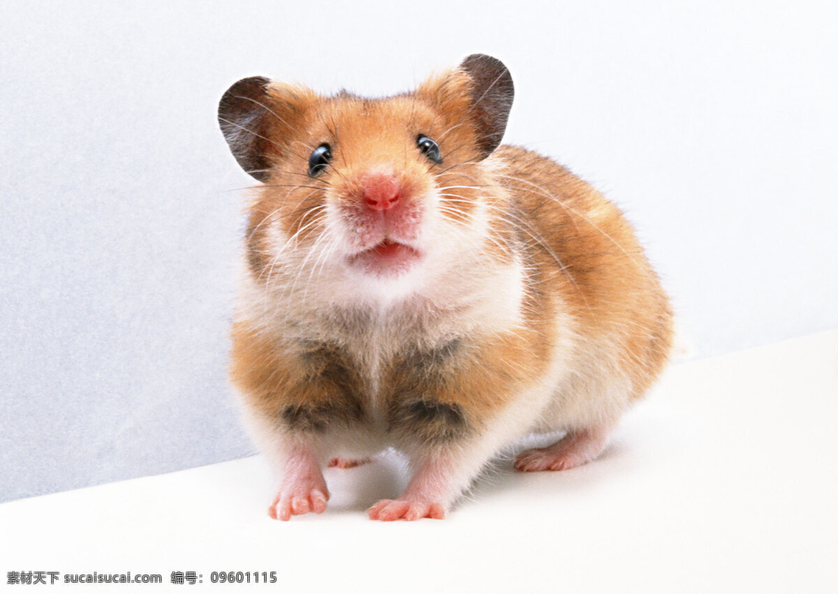 鼠 老鼠 小老鼠 宠物鼠 田鼠 动物世界 野生动物 生物世界