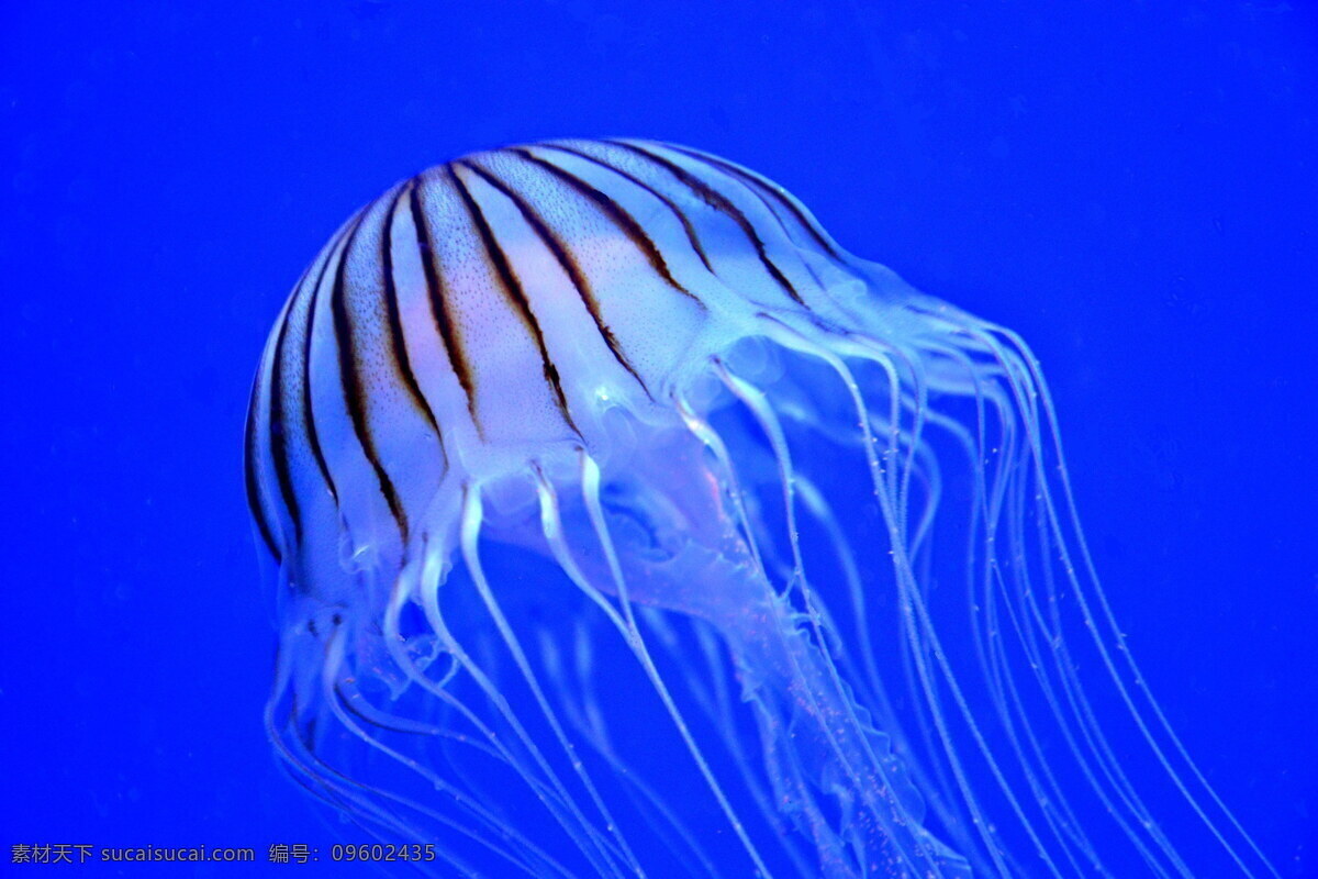 蓝色 海底 海蜇 高清 水生动物 海洋生物 海洋 海水