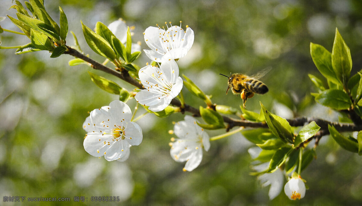 蜜蜂 动物图片 蜂 昆虫 昆虫图片 蜜蜂素材 蜜蜂图片 昆虫摄影 生物世界