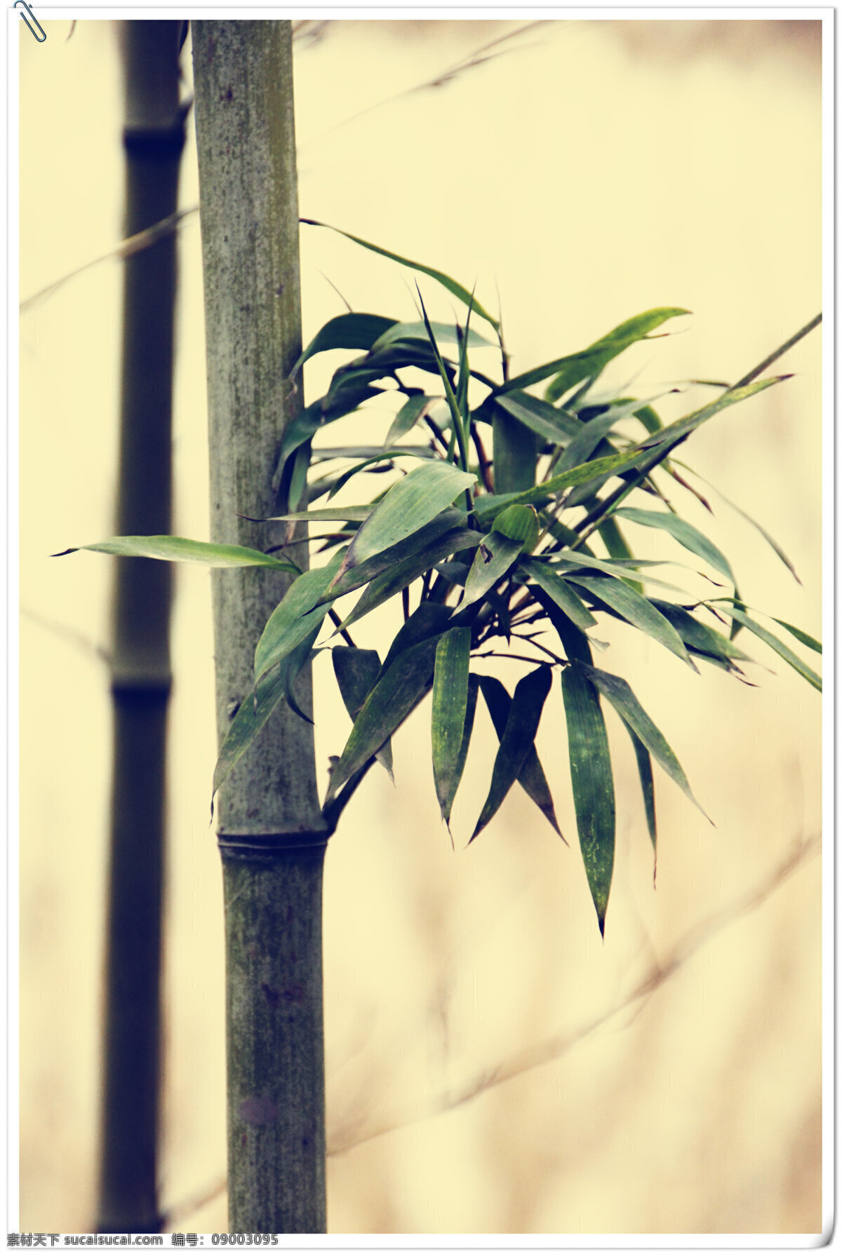竹韵 生物世界 树木树叶 植物 竹竿 竹叶 竹子 茨竹 矢量图 日常生活