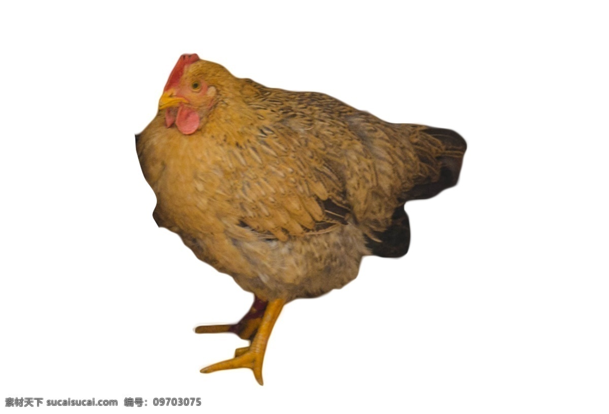 下蛋 鸡 溜溜 达达 母鸡 动物 敏捷 速度 自由自在 家禽 下蛋母鸡 溜溜达达 踱来踱去 吃虫子和粮食 美食