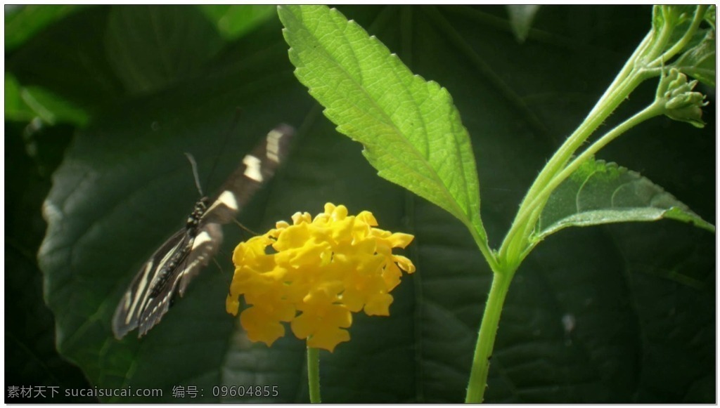 黄色 花朵 视频 高清视频素材 视频素材 动态视频素材 自然 树叶 昆虫