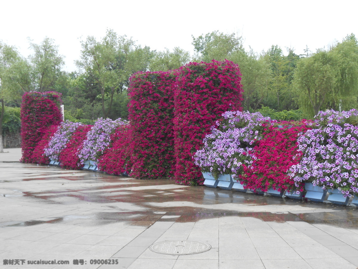牵牛花 花海 花柱 小紫花 紫花 柳树 地面 树 树林 小红花 红花 风景 自然风景 海曲公园 生物世界 植物 花草