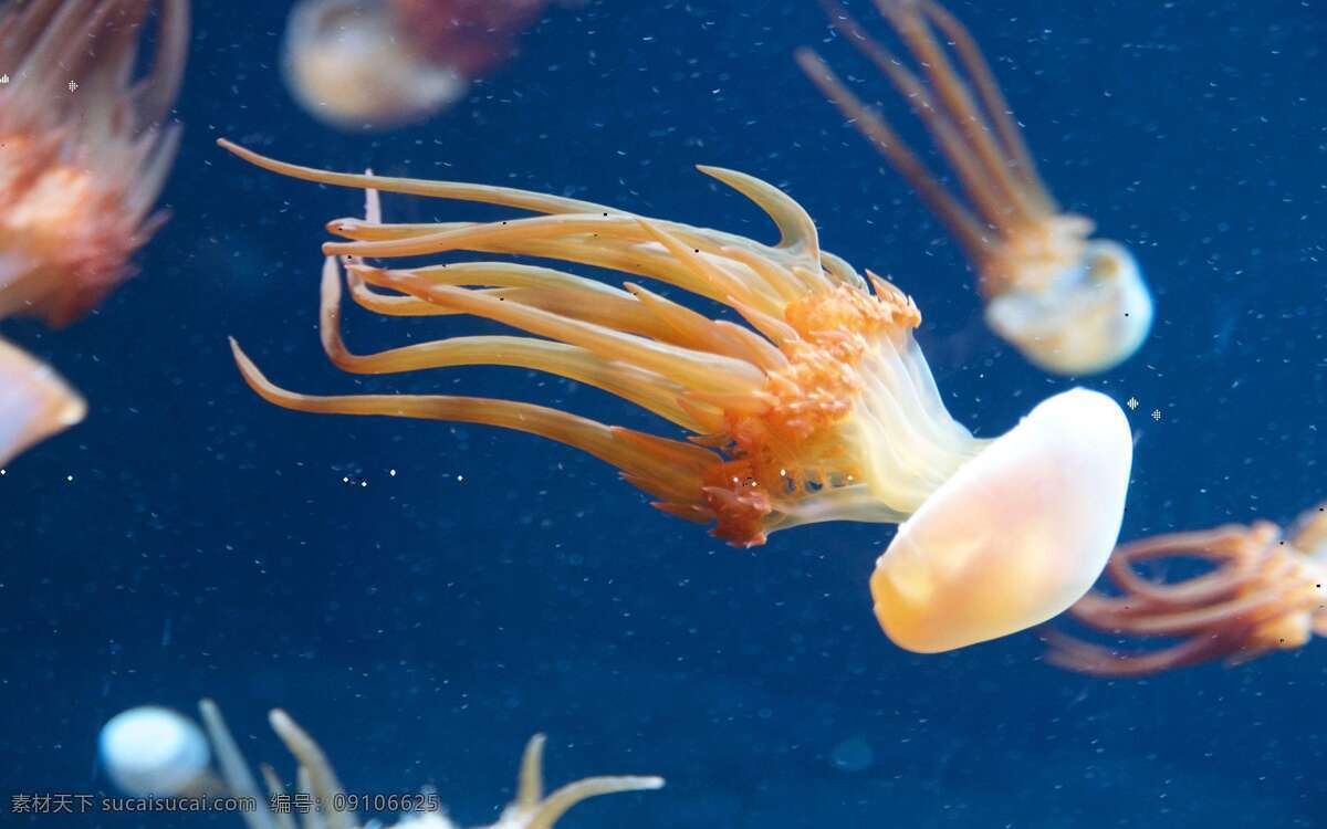 水母 海底世界 美丽水母 蓝色水母 白色水母 透明水母 梦幻水母 蓝色海蜇 梦幻海蜇 透明海蜇 神秘水母 神秘海蜇 十字水母目 旗口水母目 根口水母目 海洋世界 生物世界 海洋生物