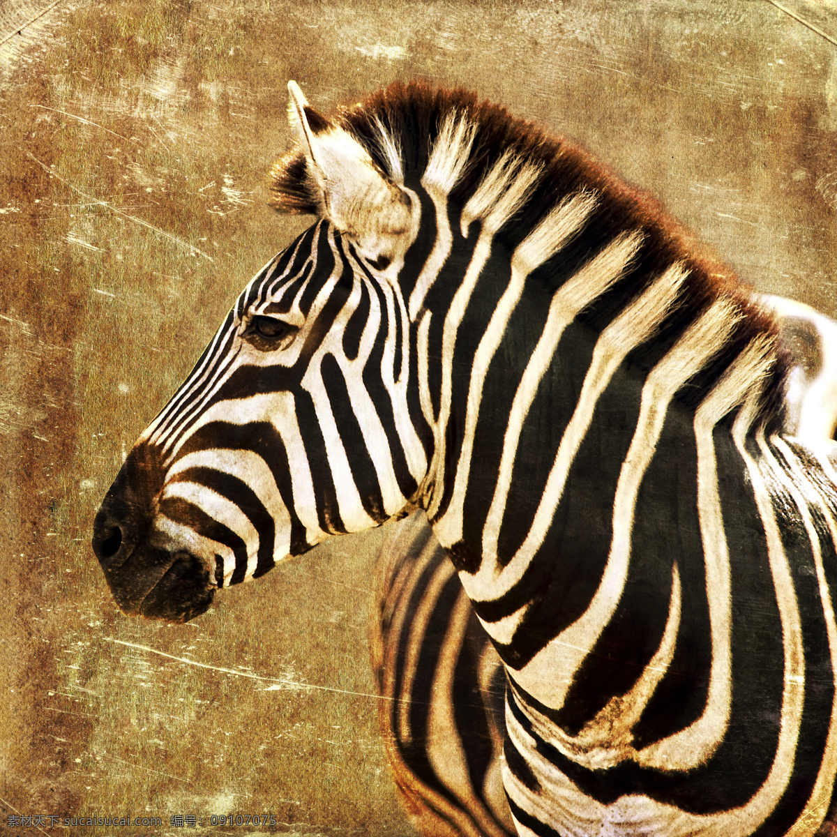 斑马 非洲 野生动物 野生动物园 动物园 非洲动物 非洲野生动物 非洲斑马 非洲草原 非洲大草原 哺乳动物 非洲草原动物 斑马纹 马 动物 生物世界