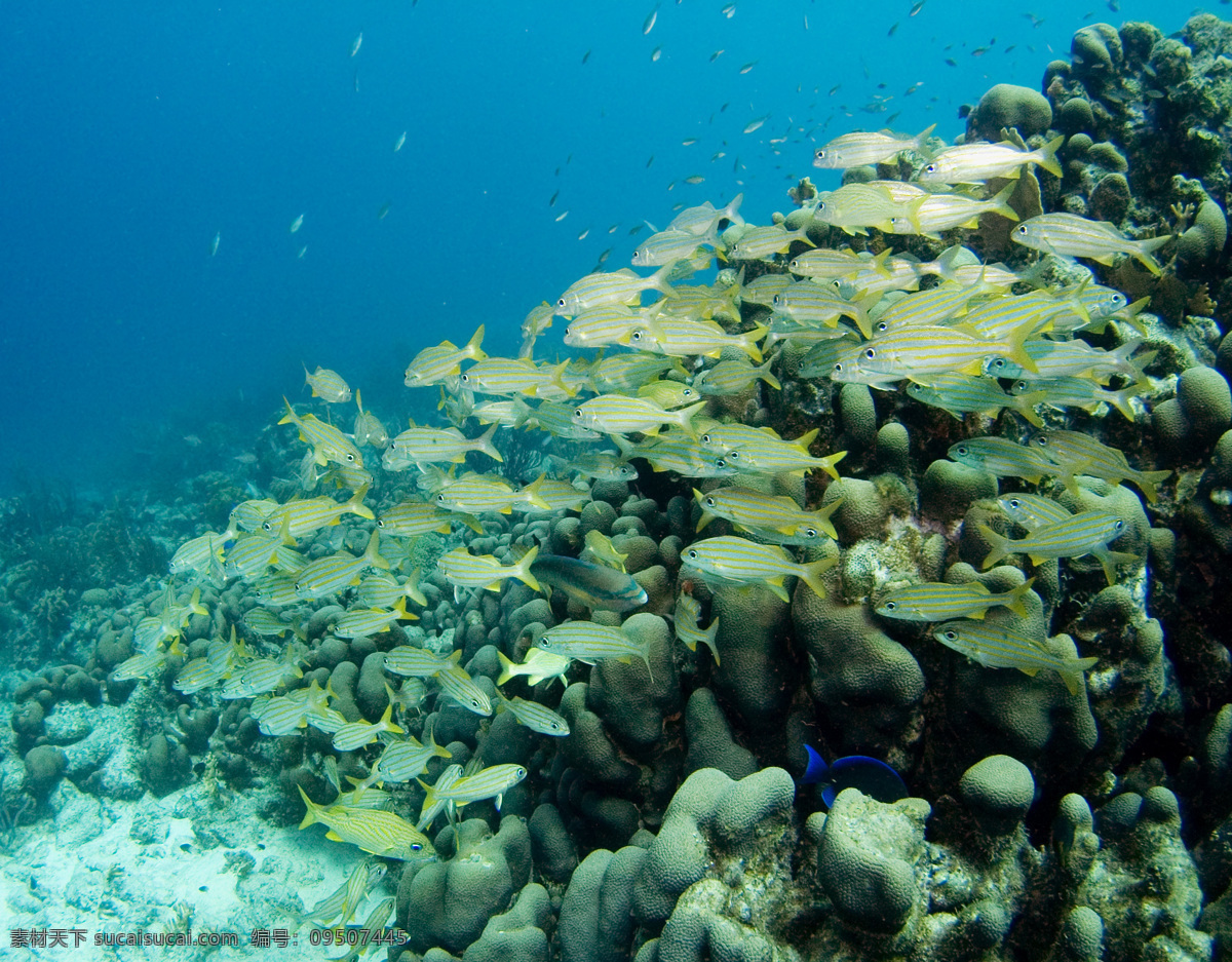 深海 鱼类 大海 海底世界 海洋 生物世界 小鱼 深海鱼类 观赏鱼