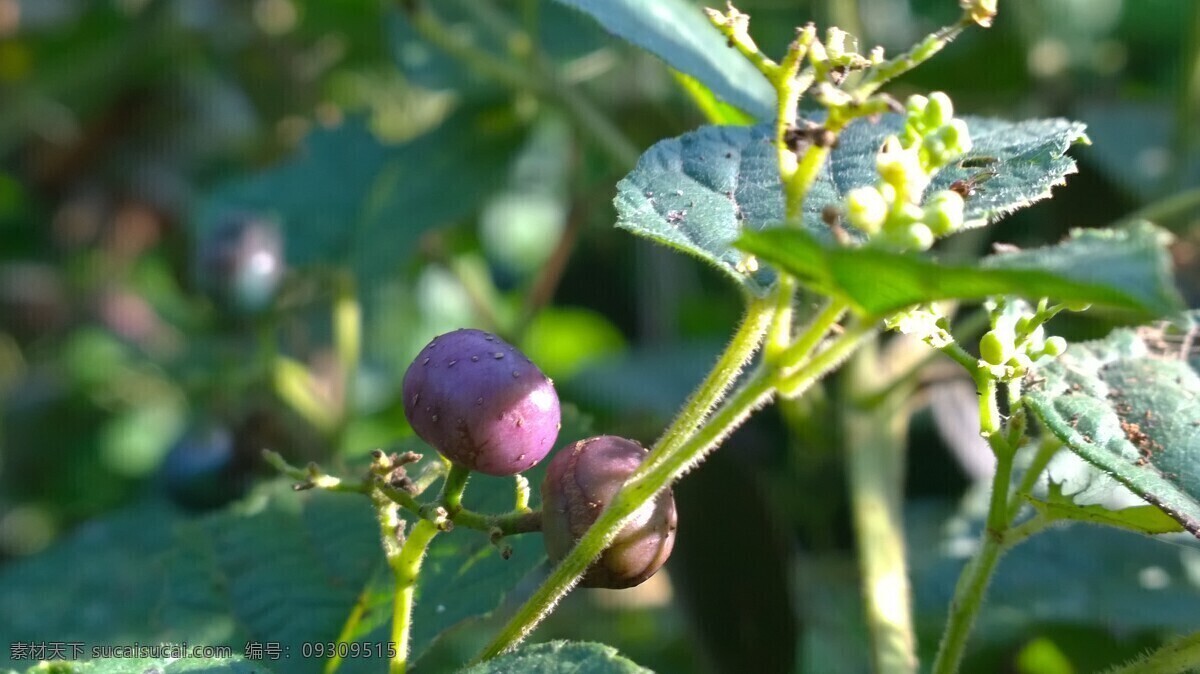 野果 紫色 小果 路边小果 紫色小果 生物世界 花草