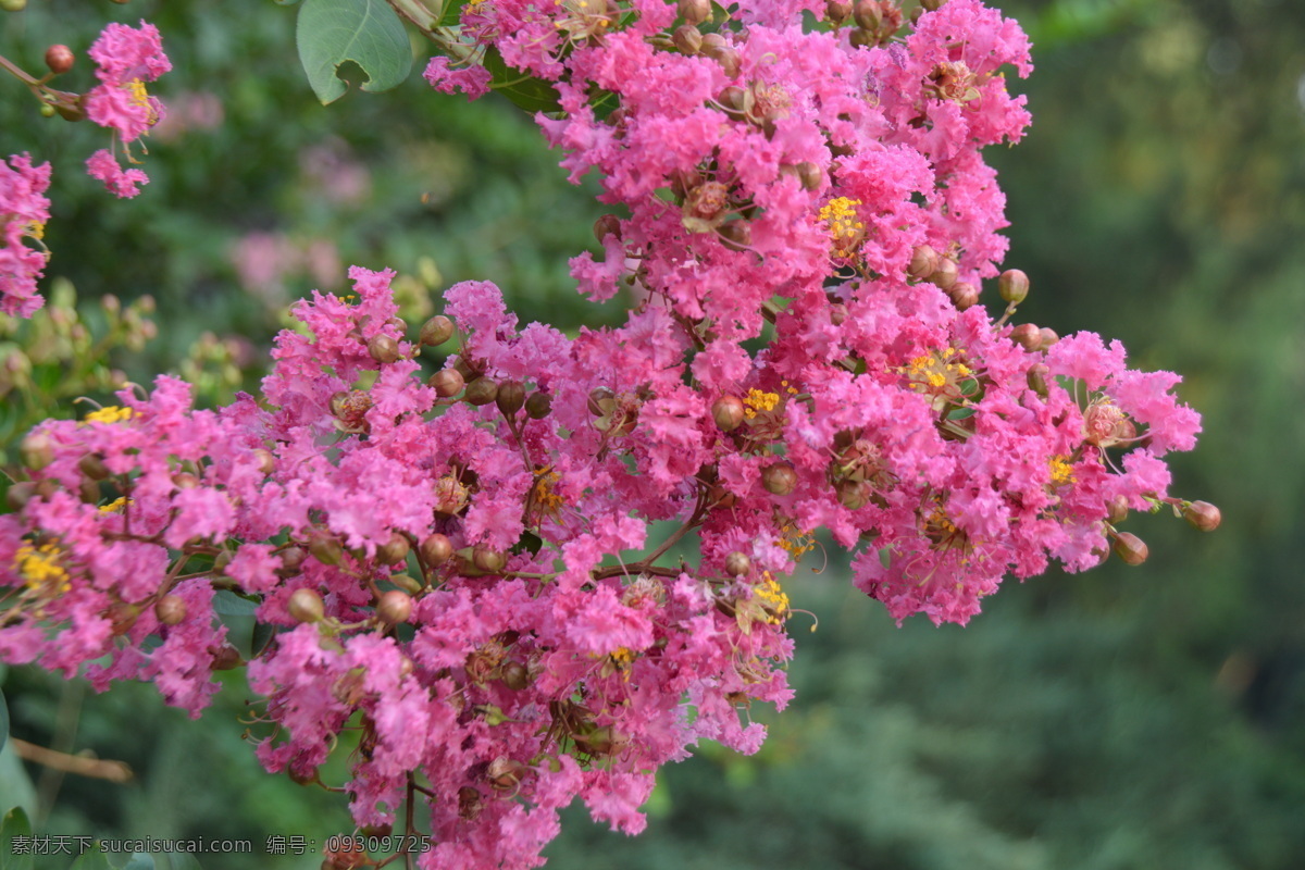 紫薇花 满堂红 灌木 紫薇 花卉 枝叶 花儿 花草 园林绿化 绿化景观 生物世界