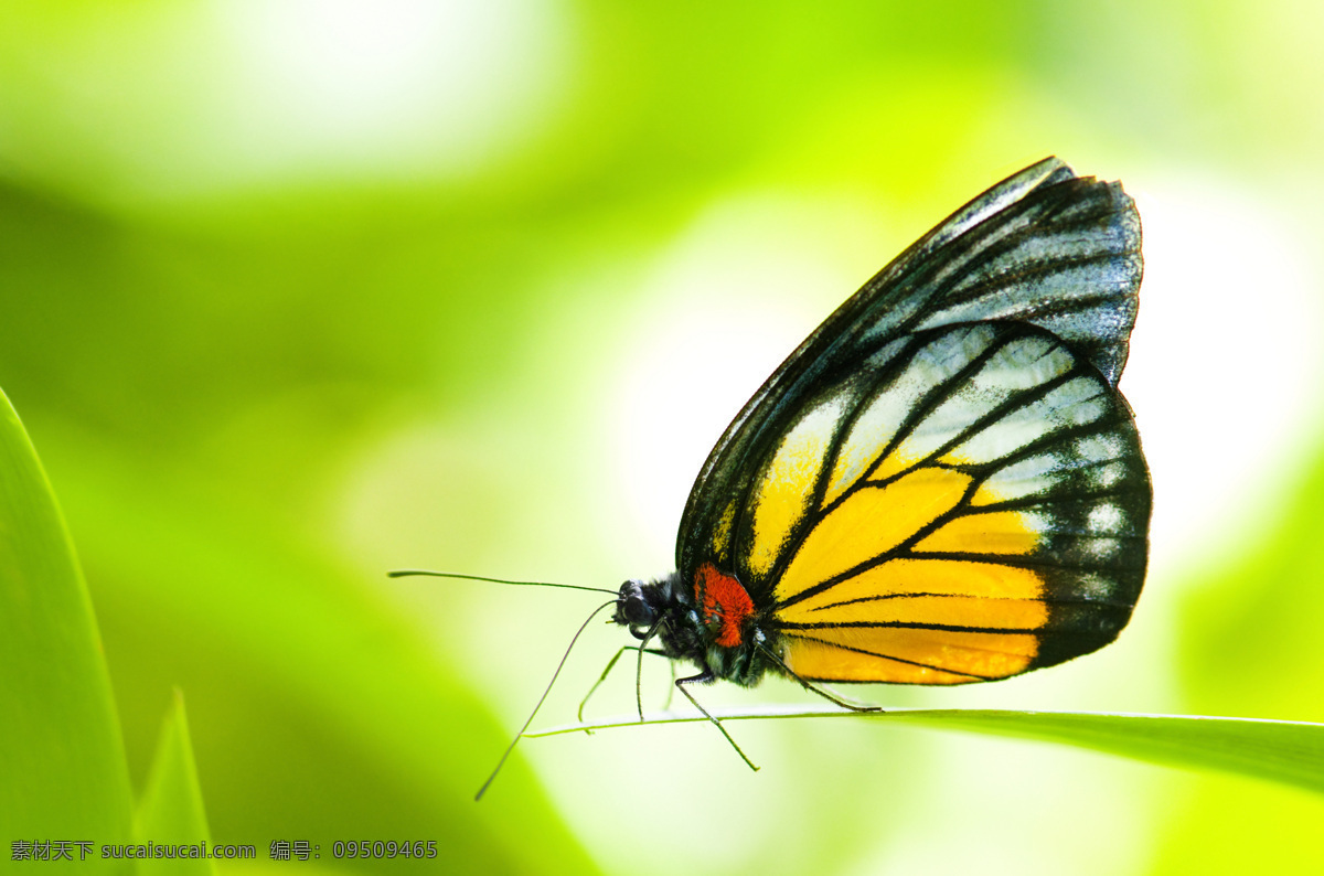 美丽 蝴蝶 昆虫 动物 美丽蝴蝶 昆虫世界 生物世界