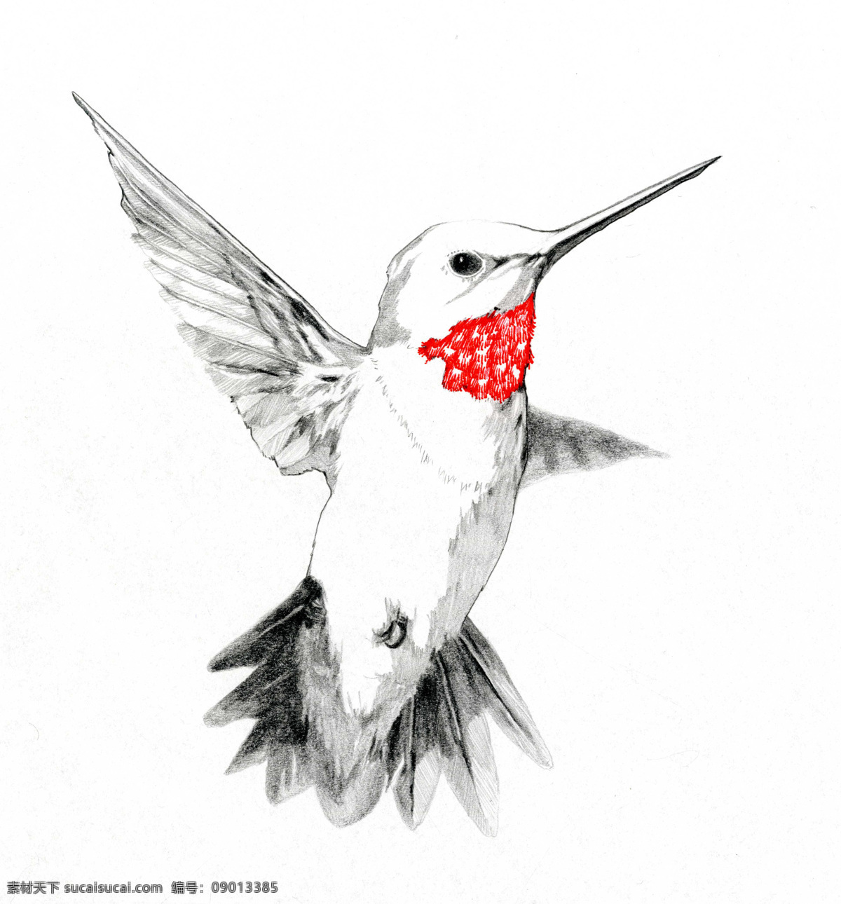 蜂鸟红颈素描 蜂鸟 素描 红颈 黑白 高清 文化艺术 绘画书法