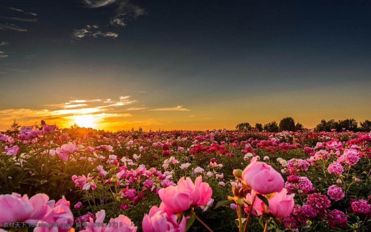 粉色 牡丹 花卉 高清 黄昏 花 天空 树叶