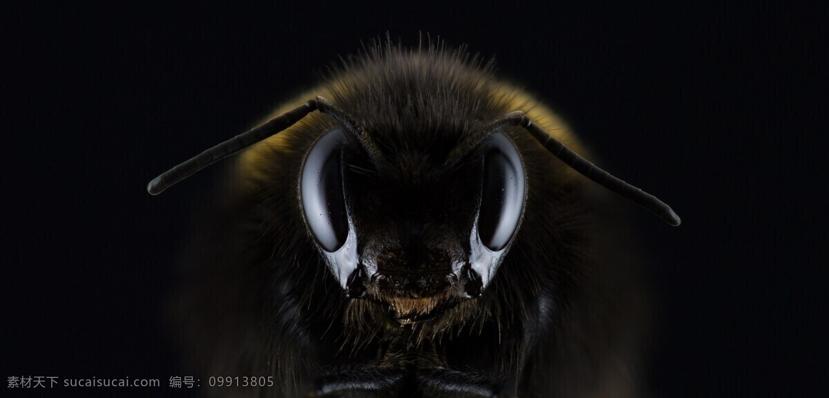 蜜蜂昆虫 熊蜂 眼 昆虫 蜇 蜜蜂 养蜂业 生物 黑色